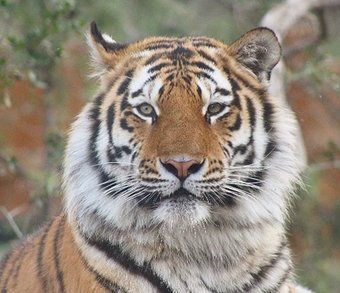 Tigre de l'amour